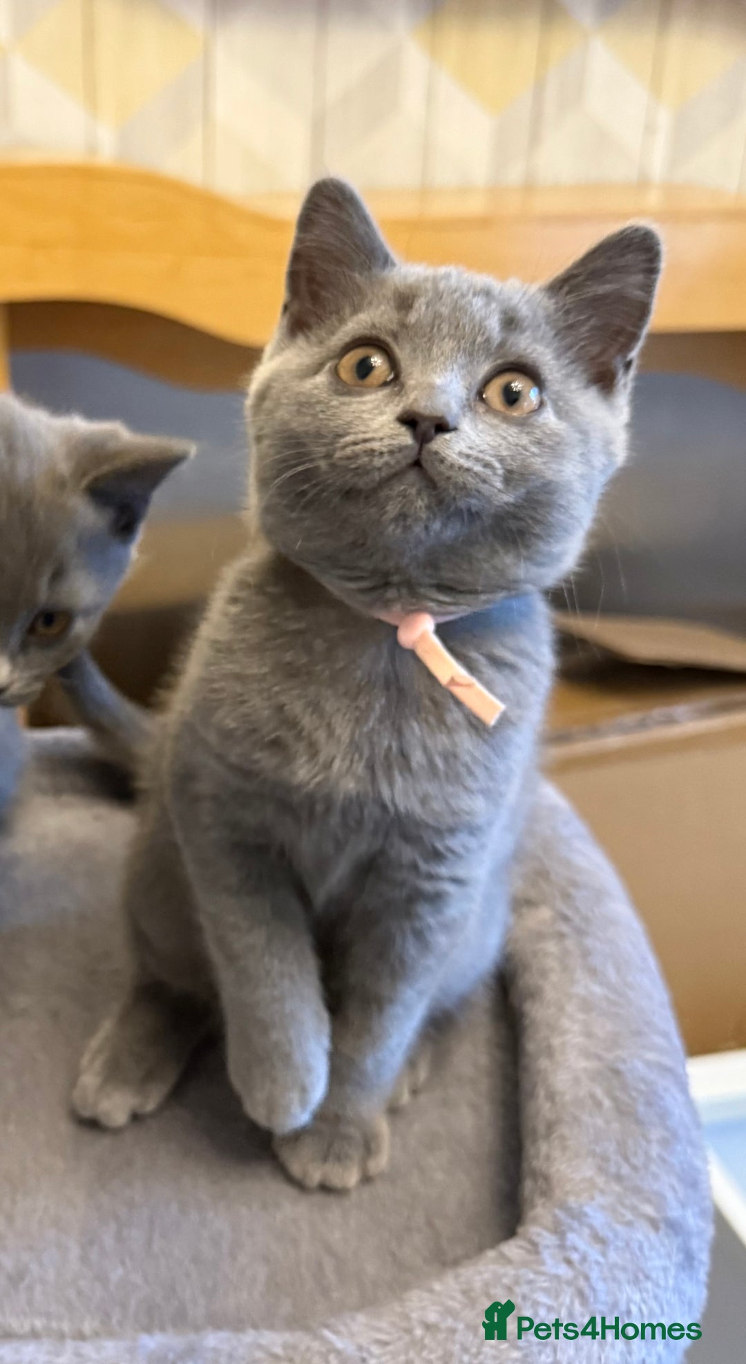 British Shorthair cats for sale: Female British Shorthair kitten GCCF registered  - Image 5