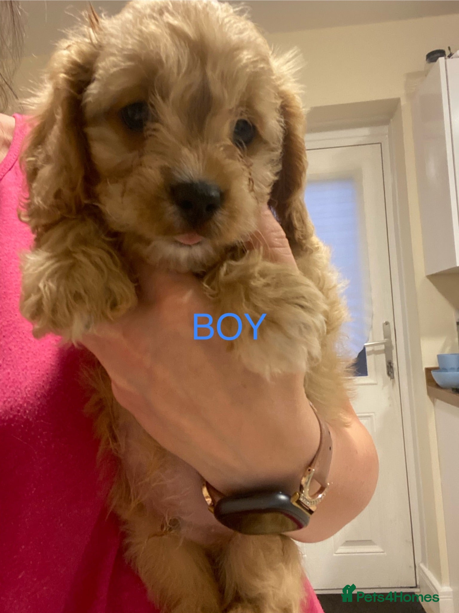 Cavapoo dogs Ready to leave 15th july  - Advert 11