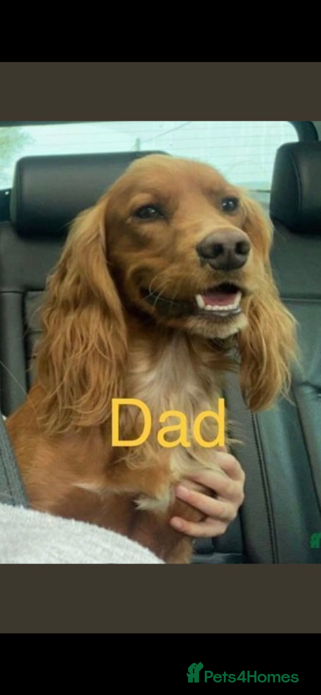 Cocker Spaniel dogs for sale: COCKER SPANIELS Fully Vaccinated Ready Now  - Advert 2