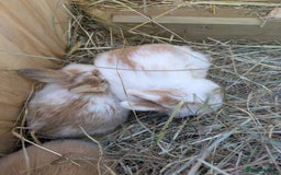 Mini Lop rabbits for sale: Baby mini lops for sale- Robertsbridge - Image 4