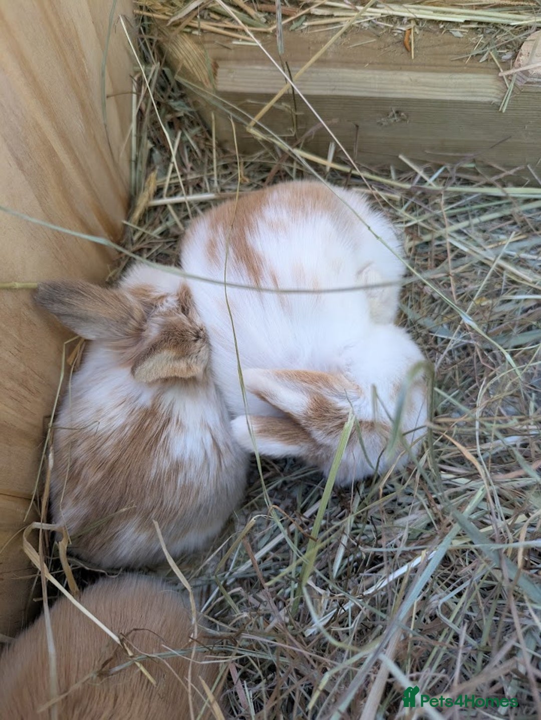 Mini Lop rabbits for sale: Baby mini lops for sale- Robertsbridge - Image 4