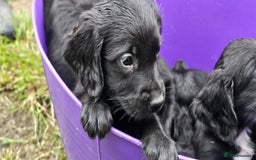 Mixed Breed dogs for sale: ** Spangold Retrievers ** - Image 23