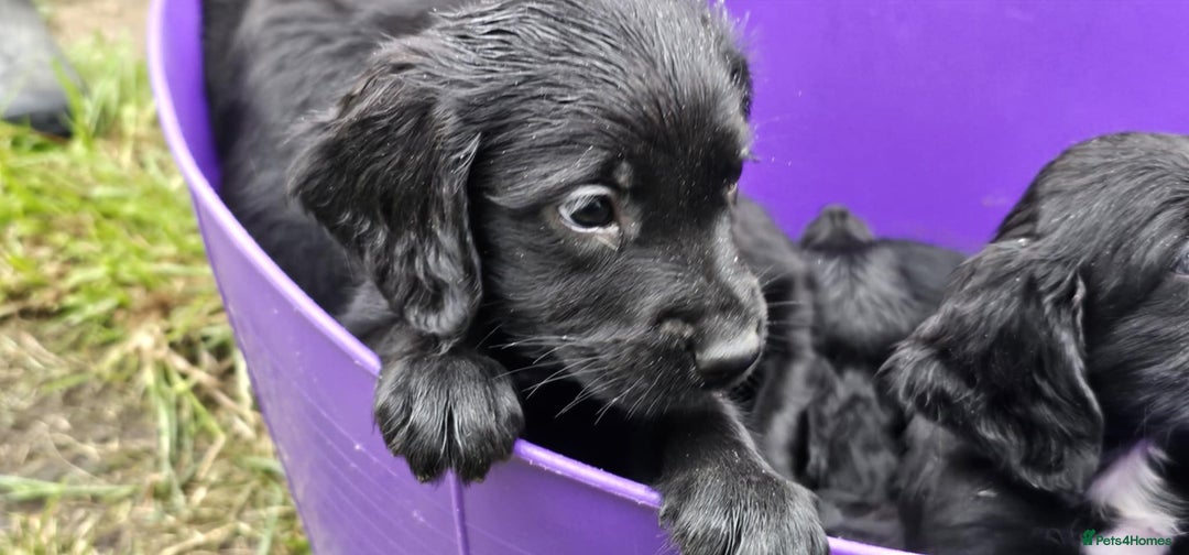 Mixed Breed dogs for sale: ** Spangold Retrievers ** - Image 23