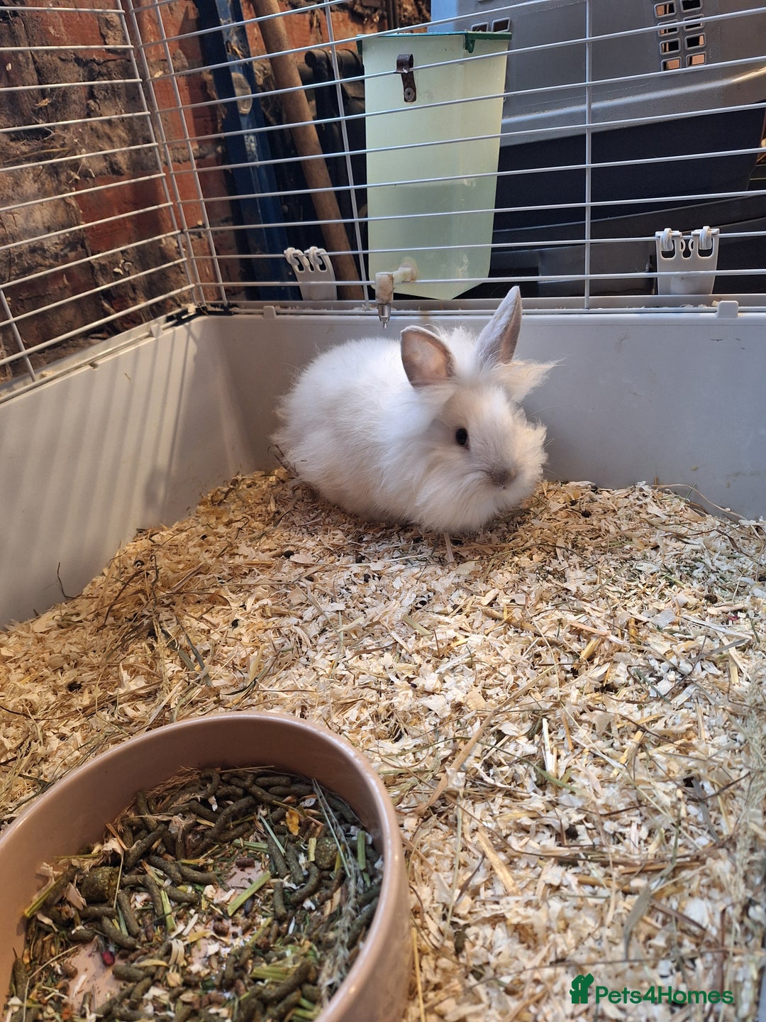 Lionhead rabbits for sale: Gorgeous little lionhead girl - Advert 5