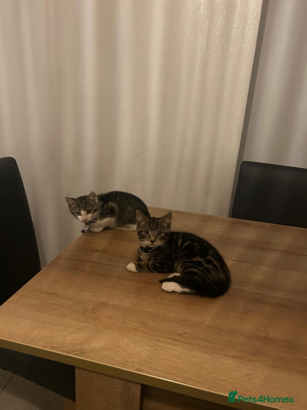Mixed Breed cats kittens  😸 - Advert 9