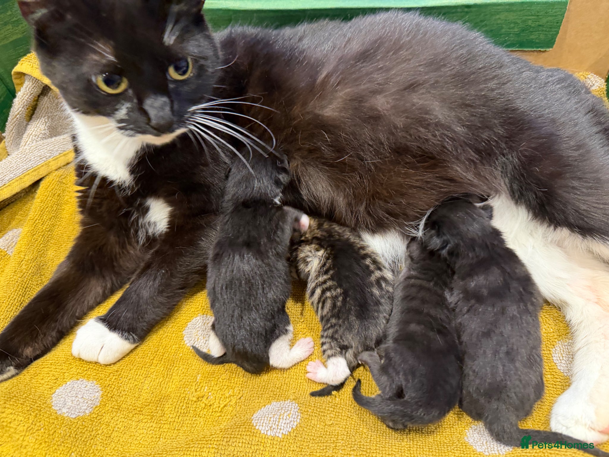 Mixed Breed cats Kittens  - Advert 1