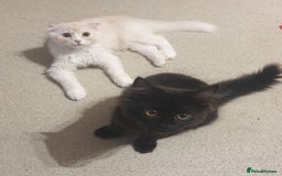 Mixed Breed cats for sale: Adorable Kittens♥️ - Image 7