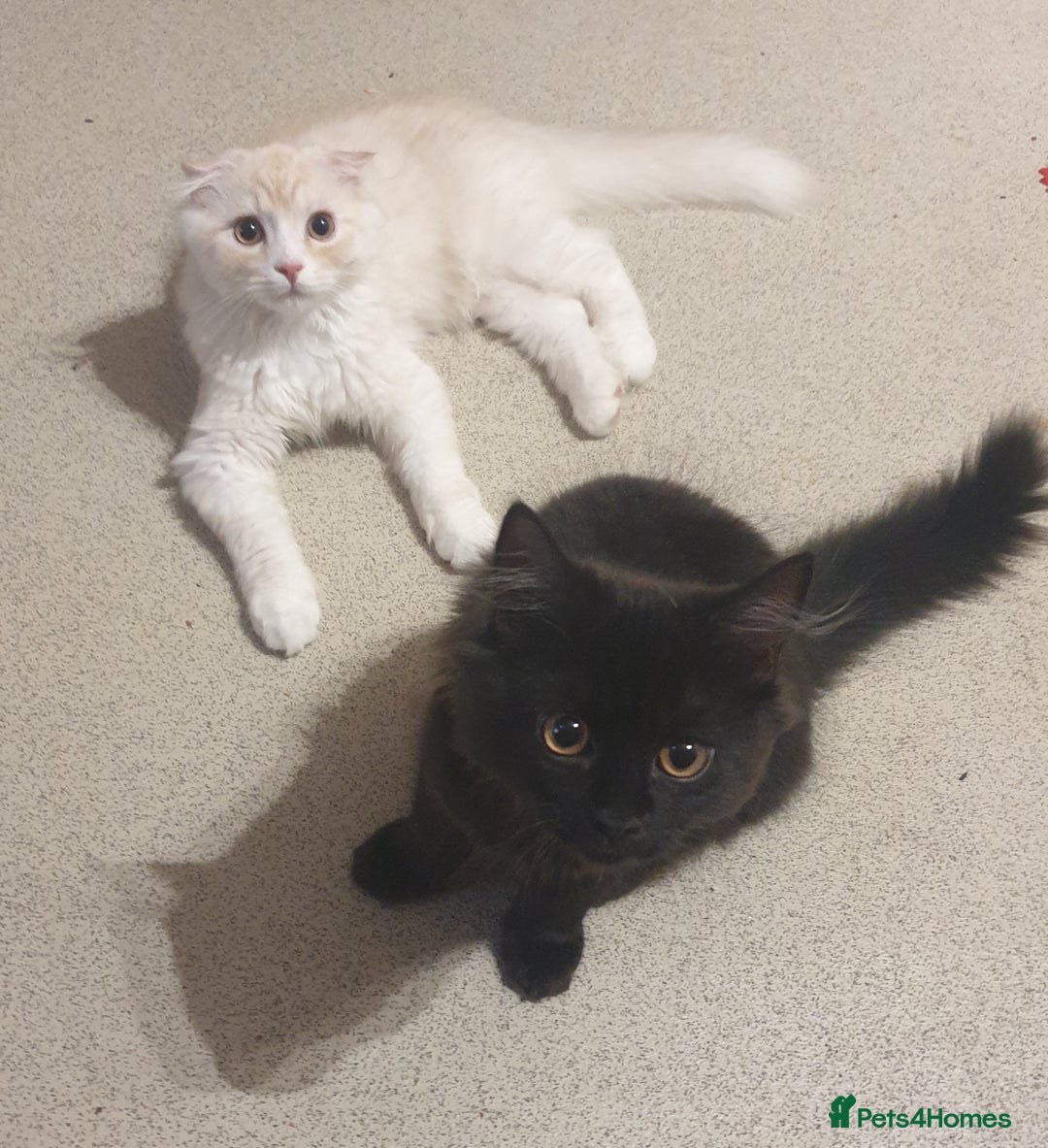 Mixed Breed cats for sale: Adorable Kittens♥️ - Image 7