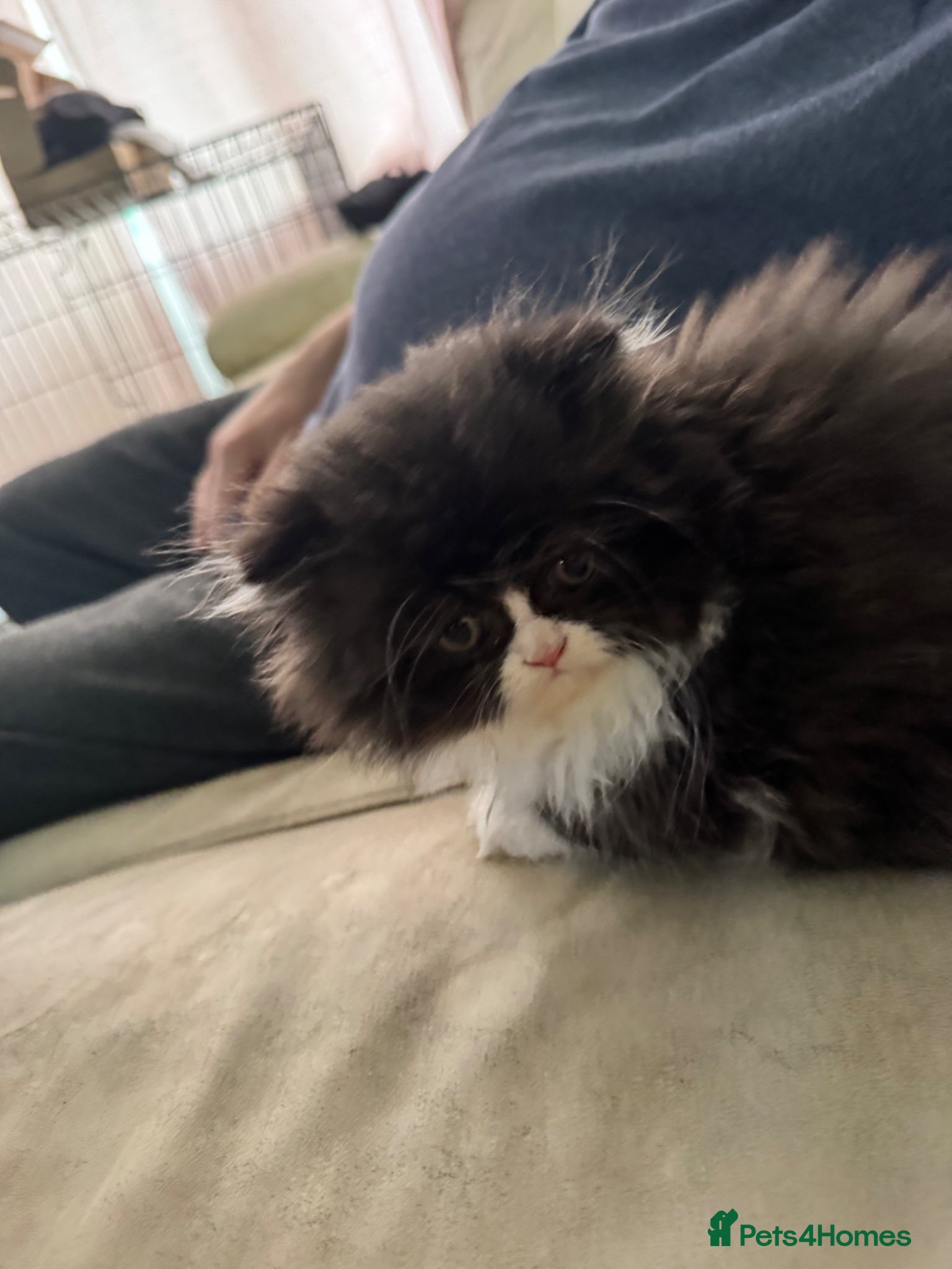 Persian cats for sale: Persian chinchilla  - Advert 14