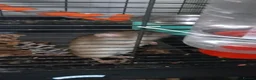 Rat rodents for sale: Dumbo Dwarf Rats - Advert 5