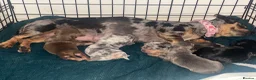 Mixed Breed dogs for sale: Dachshund hybrid puppies 🩷🩵 LAST ONE AVAILABLE  - Advert 14