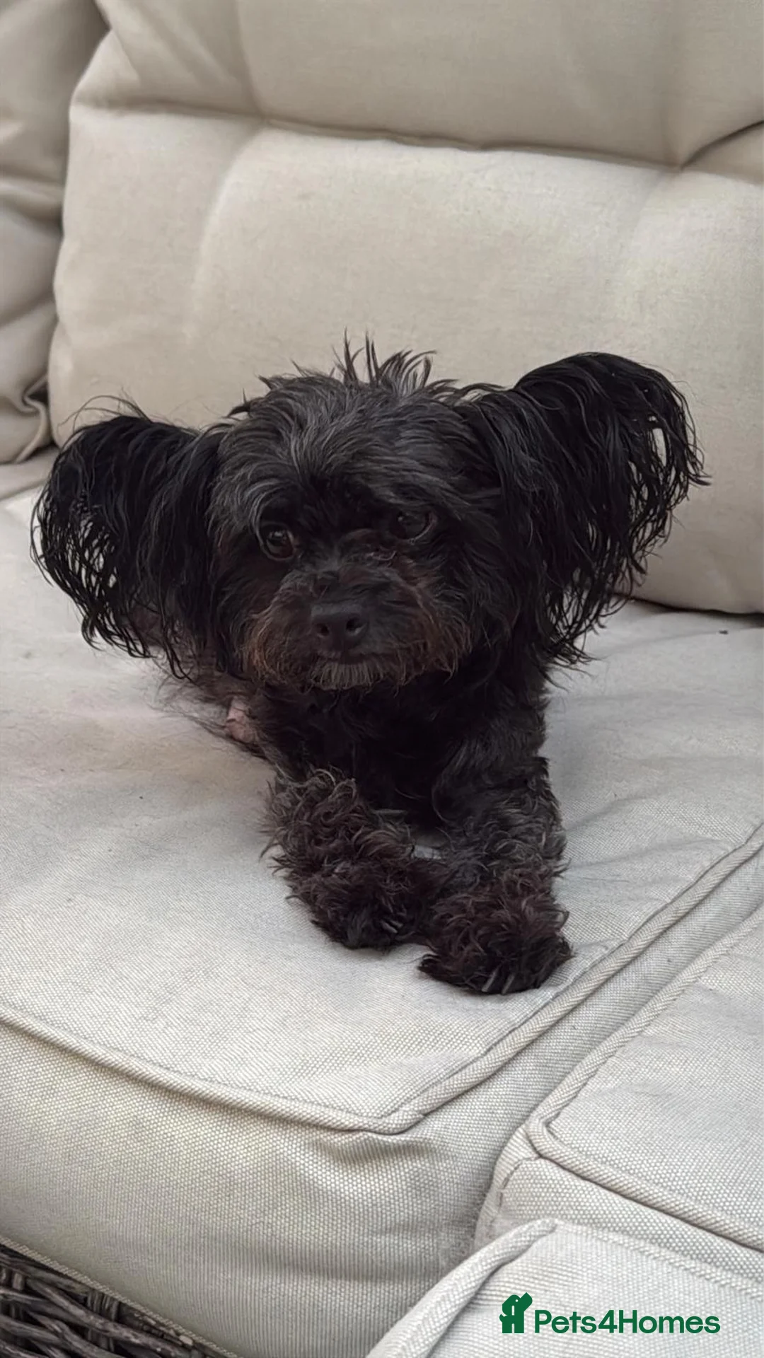Mixed Breed dogs for sale: 4 YorkiePoo puppies - Advert 2