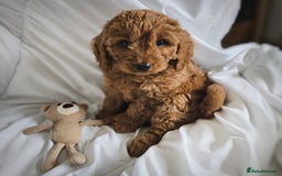 Cavapoo dogs for sale: Adorable F1B Cavapoo girl - teddy bear for sale  - Image 1