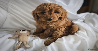 Cavapoo dogs - Advert 7