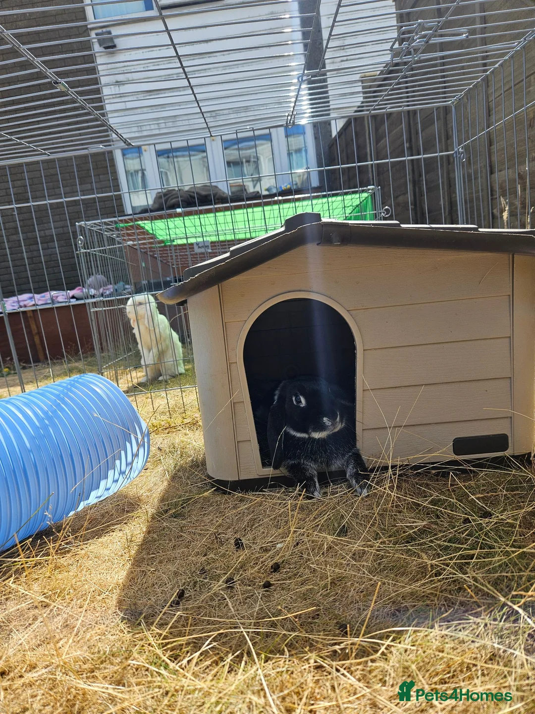 Mixed Breed rabbits for sale: Rescue a lovely bunny - Evangeline - Advert 2