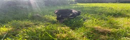 German Shepherd dogs for sale: Quality Litter of GSD (All has now been reserved) - Advert 12