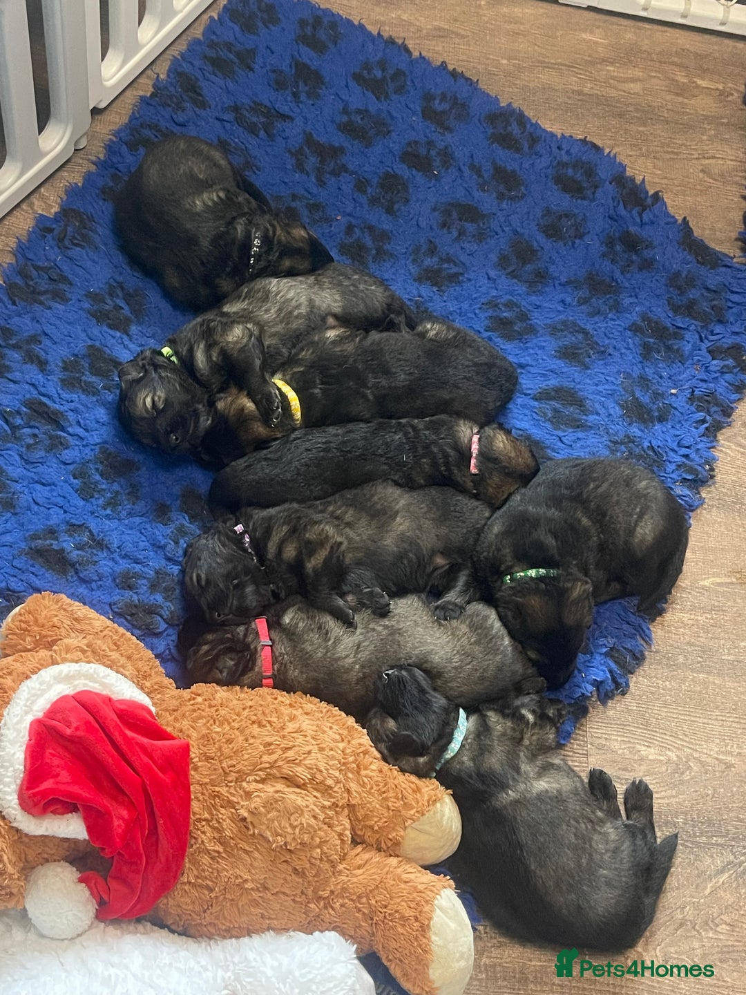 German Shepherd dogs for sale: German shepherd puppies  - Image 11