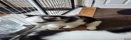 Siberian Husky dogs for sale: EBONY / ARYA SIBERIAN HUSKYS READY TO LEAVE  - Advert 26