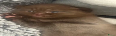 Brown/Chocolate Boy 