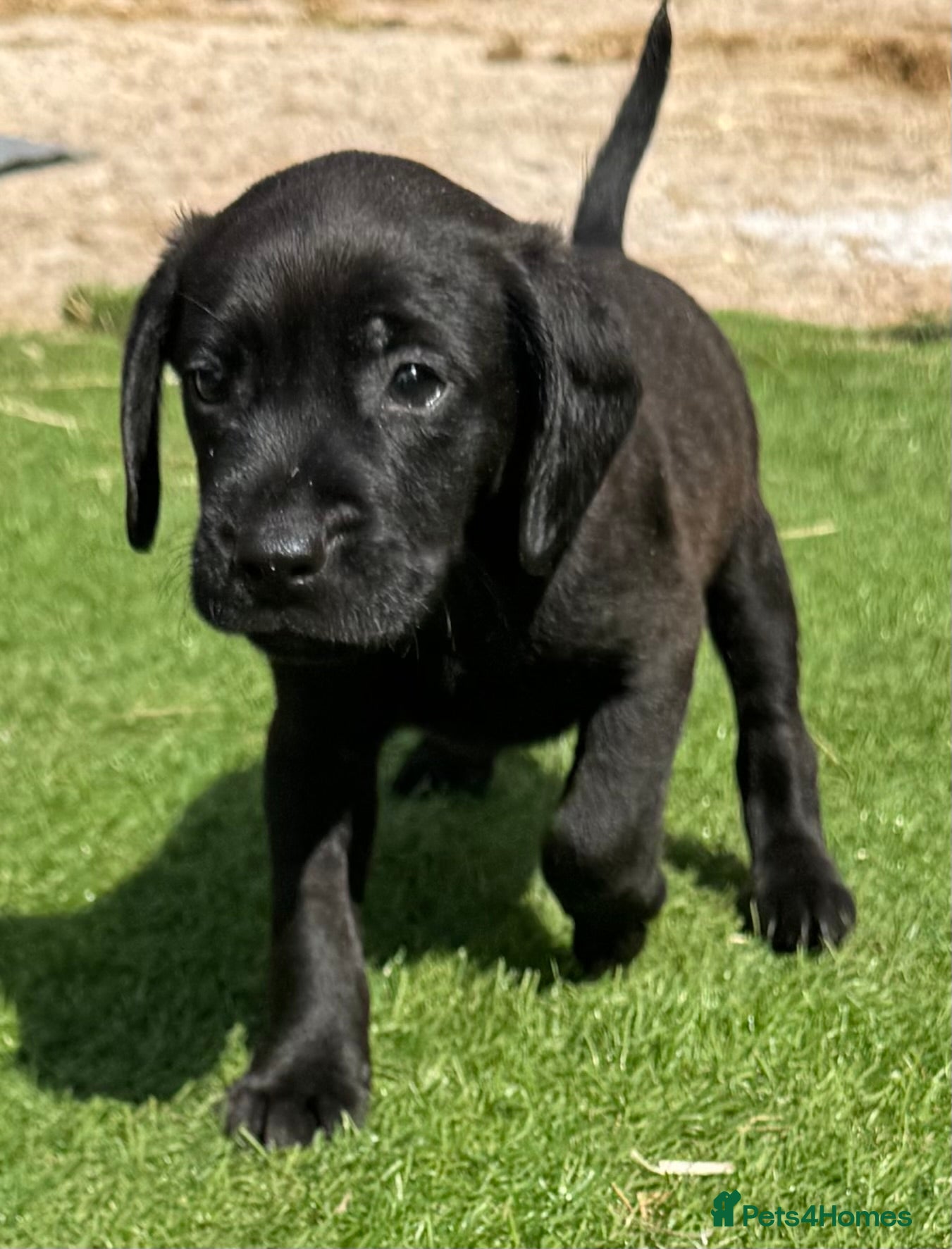Mixed Breed dogs Patterdale cross spaniel - Advert 2