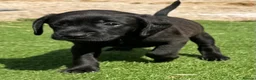 Mixed Breed dogs for sale: Patterdale cross spaniel - Advert 2