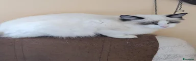 Ragdoll 2