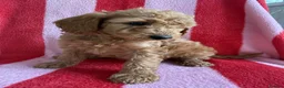 Cockapoo dogs for sale: LAST 3 READY TO LEAVE!!! COCKAPOO PUPPIES - Advert 16