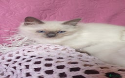 Ragdoll cats for sale: 💗Beautiful GCCF Registered Ragdoll Kittens. - Image 16