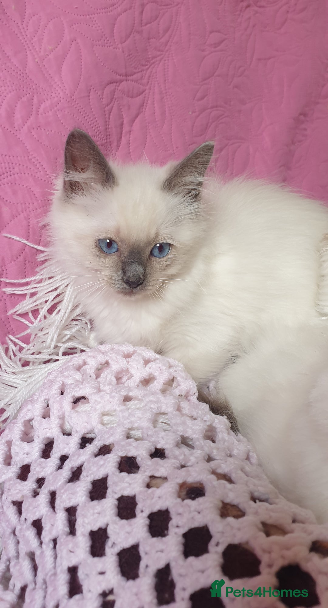 Ragdoll cats for sale: 💗Beautiful GCCF Registered Ragdoll Kittens. - Image 16