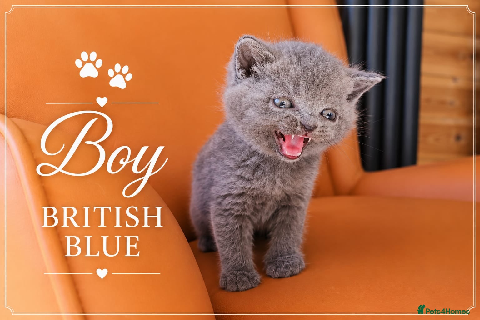 Scottish Fold cats for sale: Scotish Fold Kittens - Advert 6