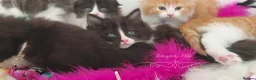 Ragdoll cats for sale: £Negotiable Beautiful cross Ragdoll/Persian😻😻😻 - Advert 24