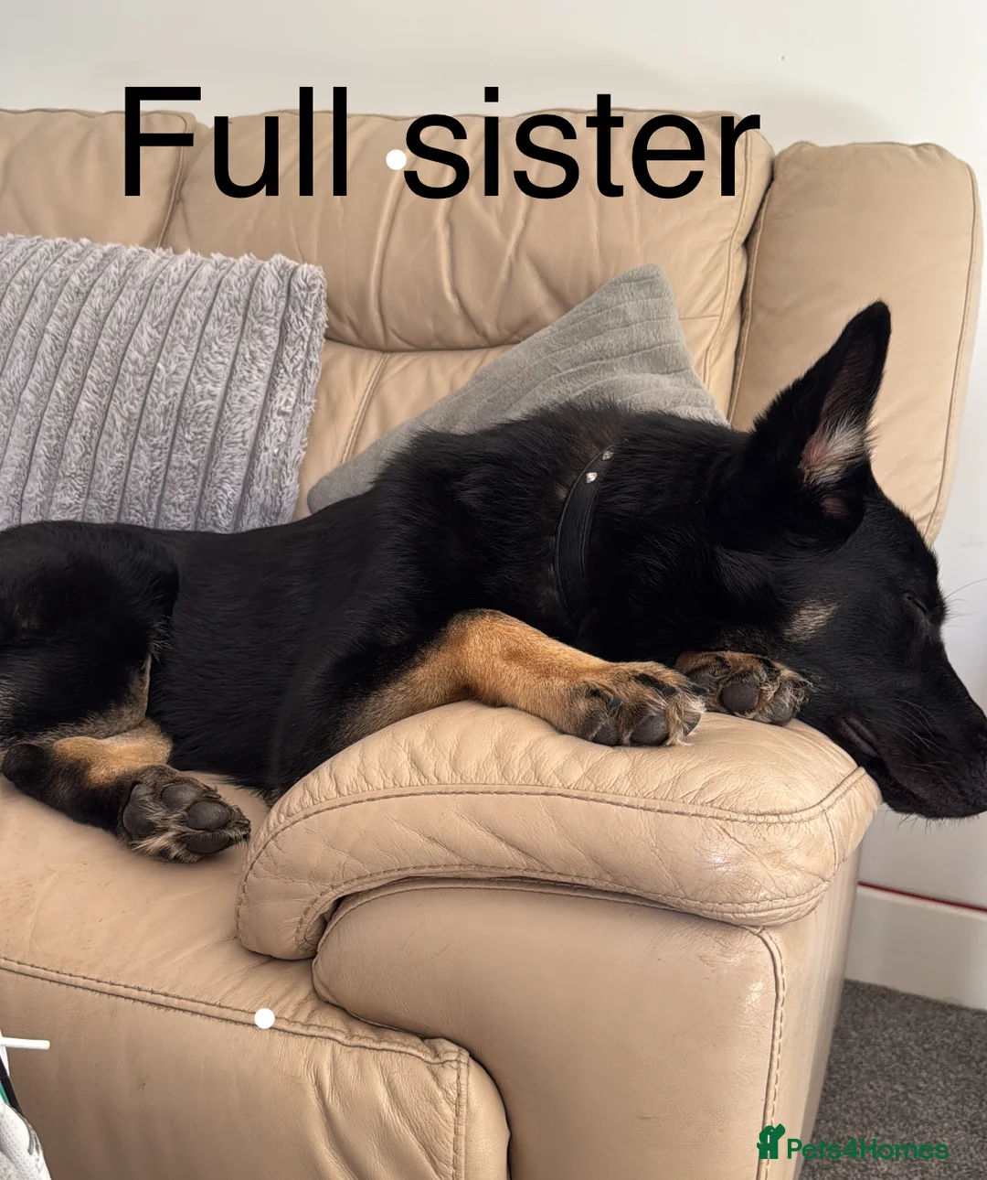 German Shepherd dogs for sale: Stunning Black and Tan German Shepard puppies - Advert 2