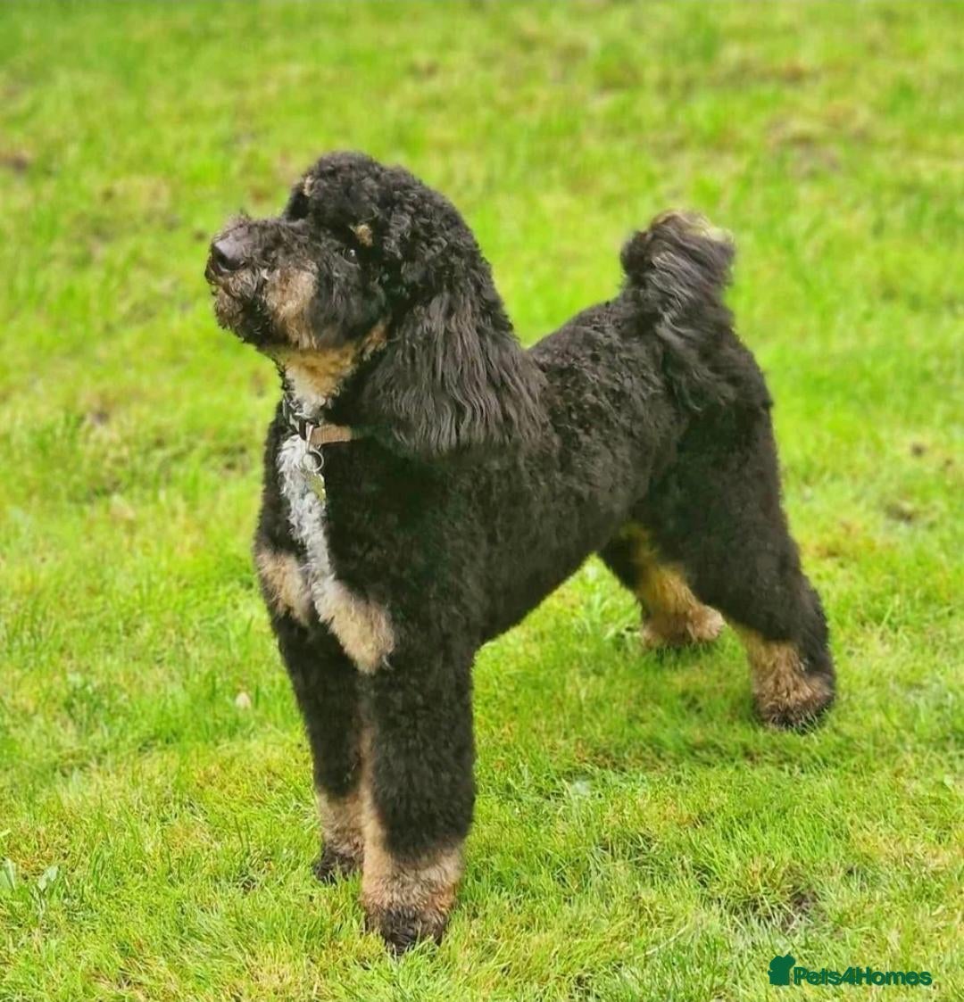 Saint Berdoodle dogs Mini Saint Bernadoodles  - Advert 2