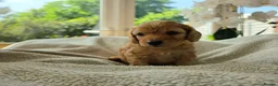 Cockapoo dogs for sale: 4 x F2 cockapoos - Advert 1