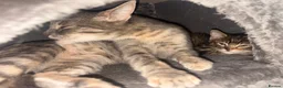 Mixed Breed cats for sale: Adorable friendly girl - Advert 6