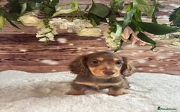 Miniature Dachshund dogs for sale: Outstanding long haired dachshund - Image 3