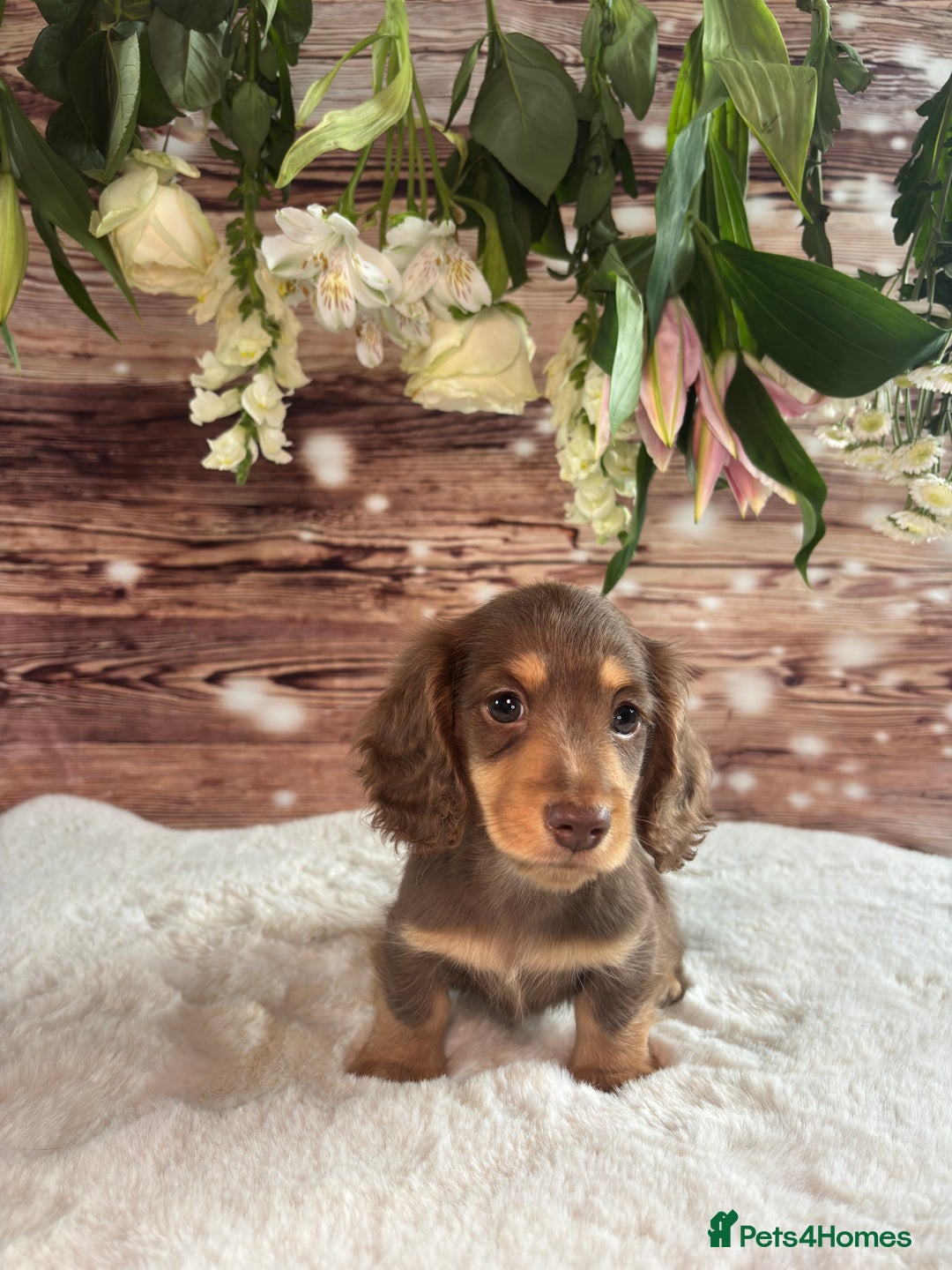 Miniature Dachshund dogs for sale: Outstanding long haired dachshund - Image 3