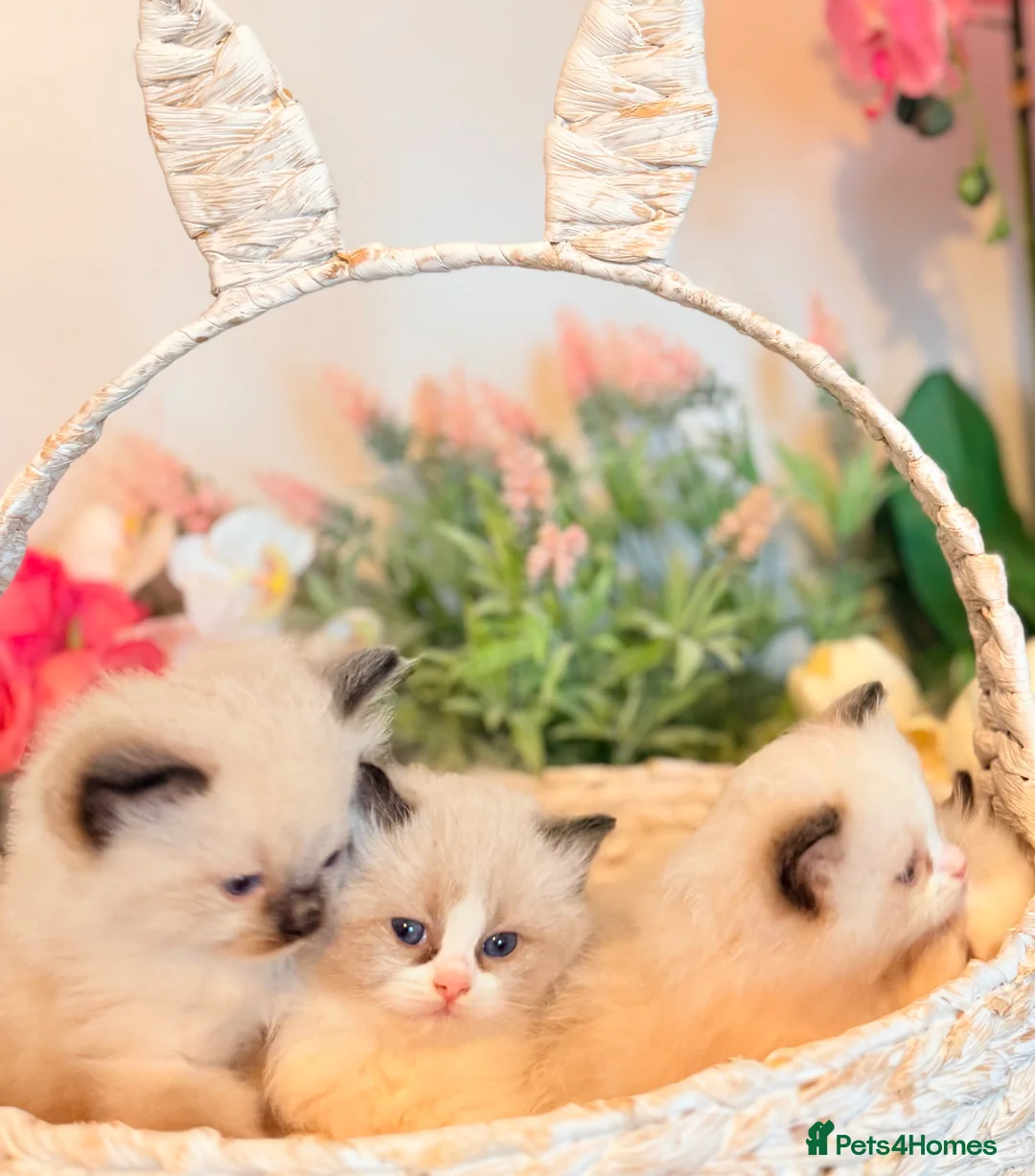 Ragdoll cats for sale: 🩷✨🏅GRAND CHAMP LINE TOP QUALITY RAGDOLLS - Advert 5