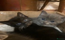 Ragdoll cats for sale: GORGEOUS Ragdoll X kittens - Image 4