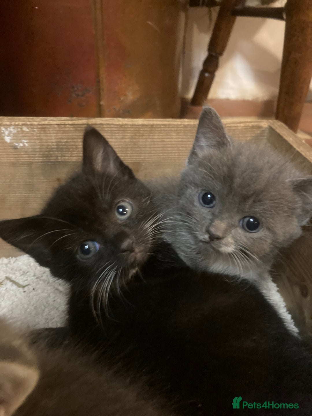Ragdoll cats for sale: GORGEOUS Ragdoll X kittens - Image 4