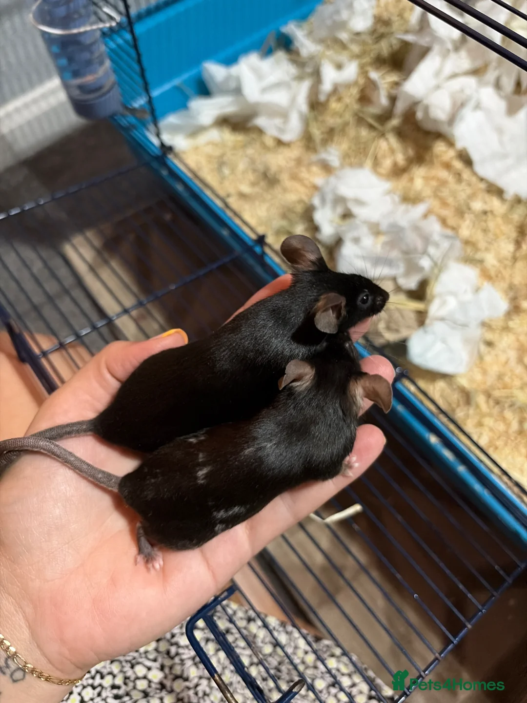 Mouse rodents for sale: Two female mice  - Advert 2