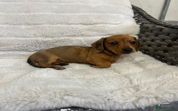Dachshund dogs for sale: Adorable dachshund puppies ready for loving homes - Image 5