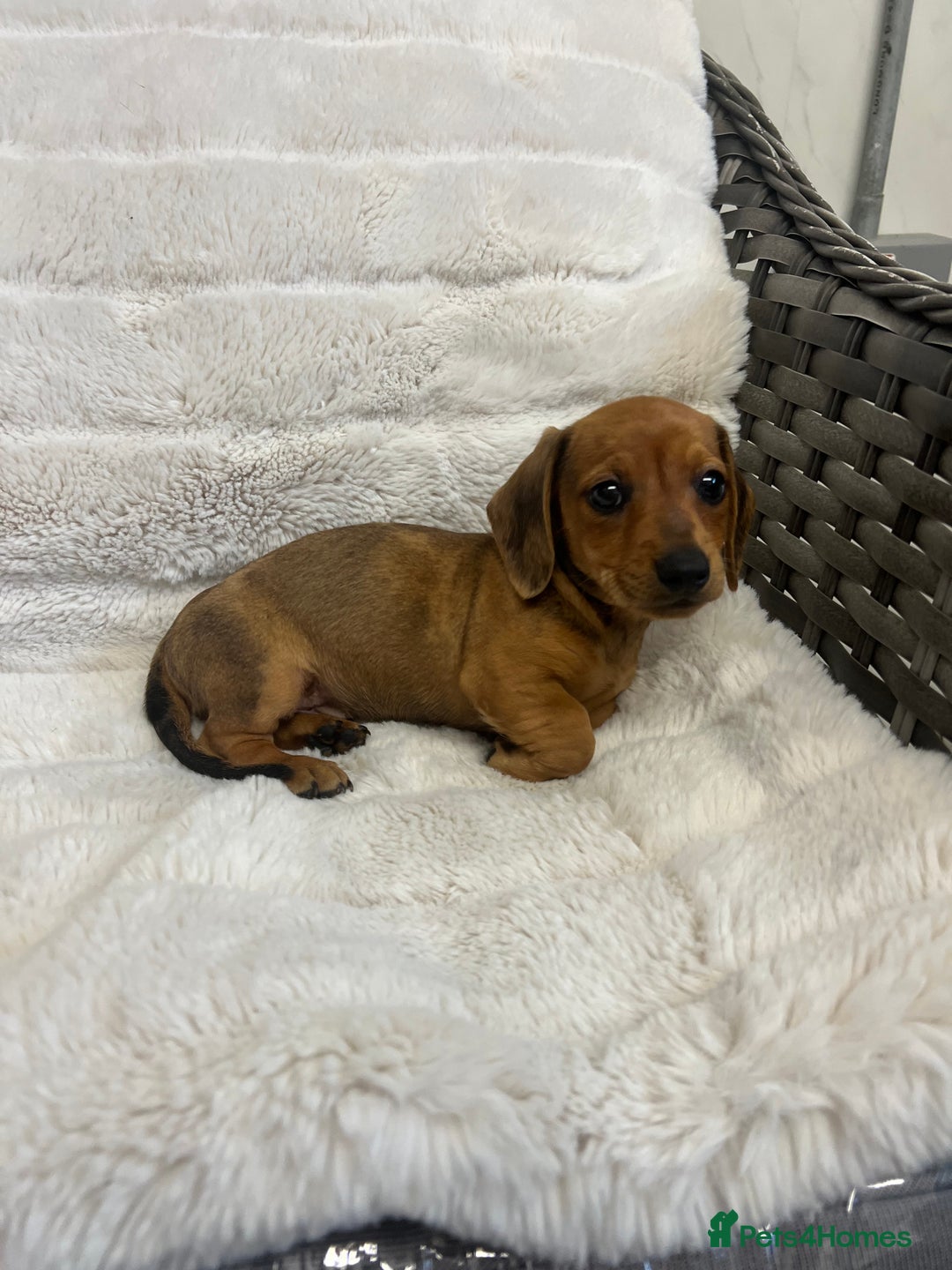 Dachshund dogs for sale: Adorable dachshund puppies ready for loving homes - Image 5