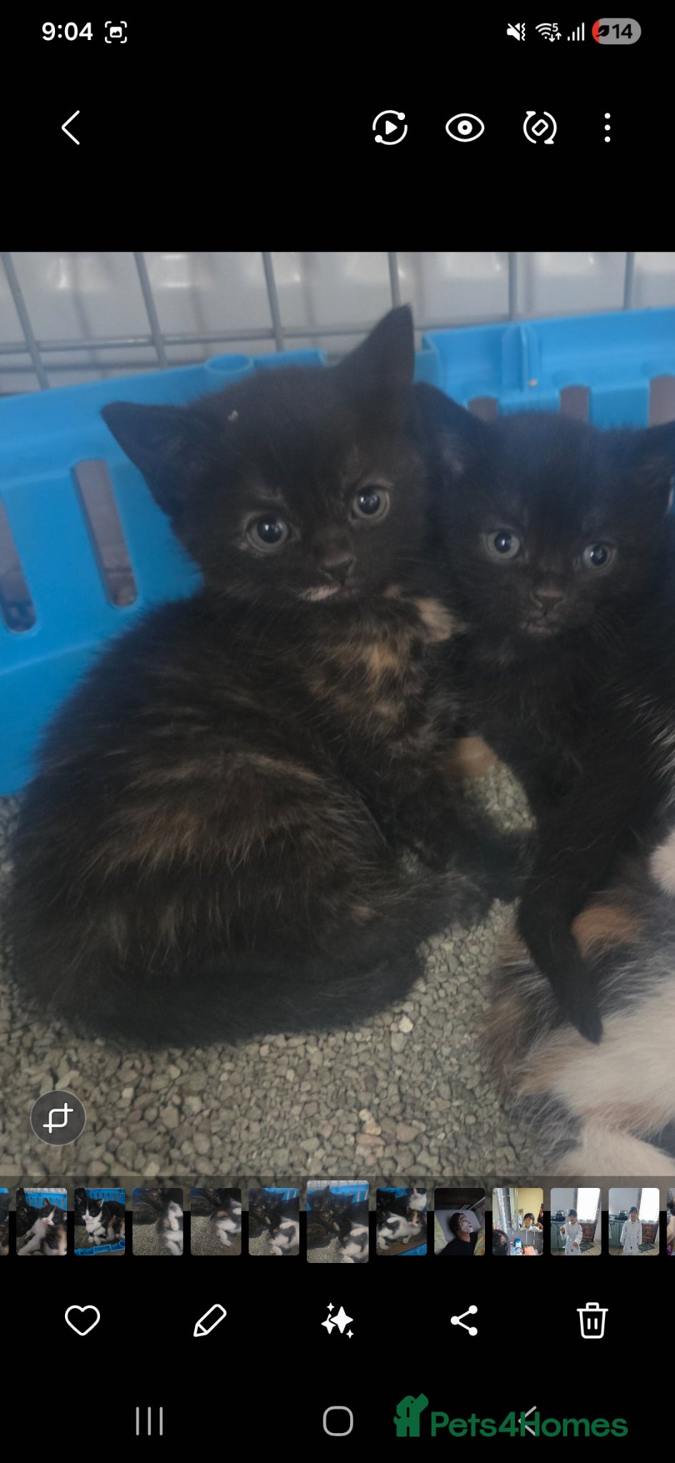 Mixed Breed cats for sale: Lovely girl kitten 😸 😍  - Advert 8