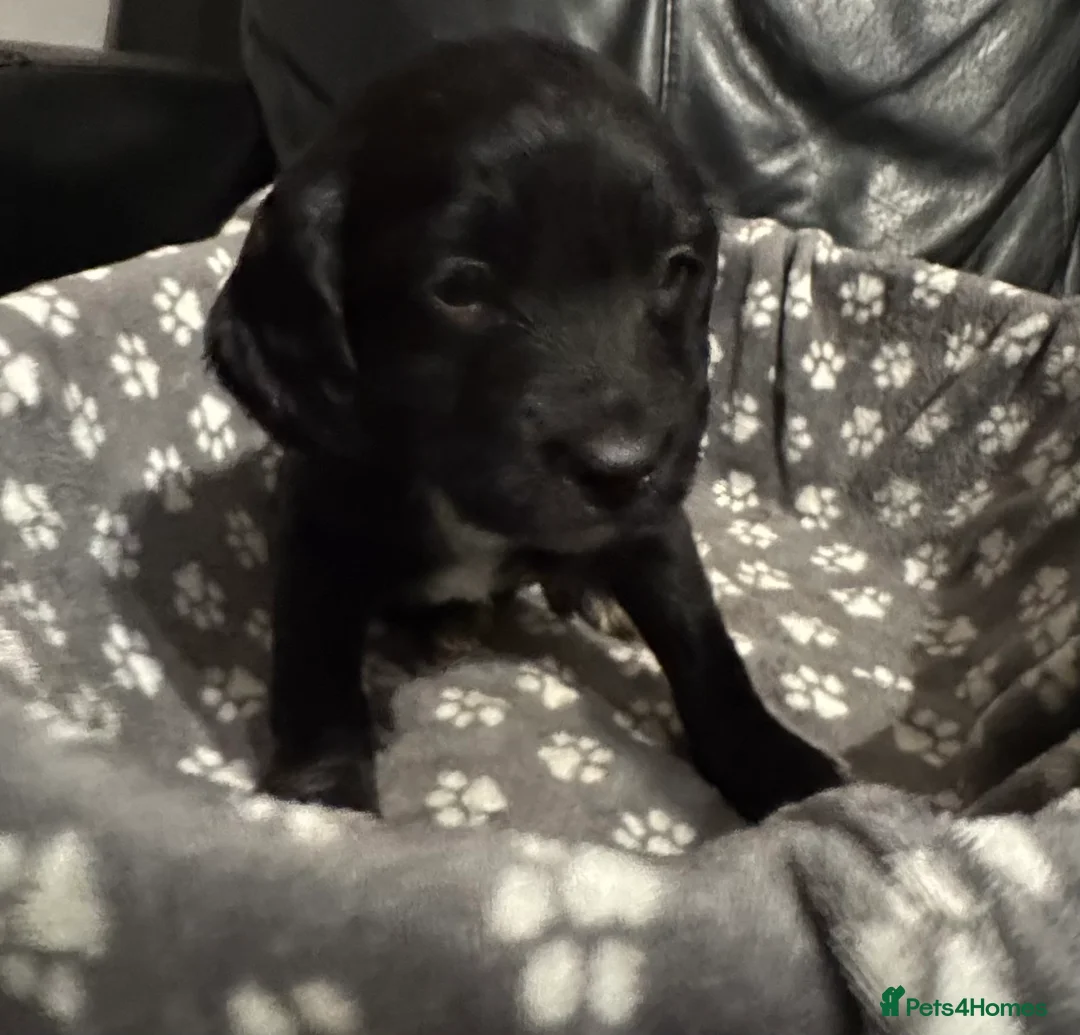 Mixed Breed dogs for sale: Gorgeous litter of 6 puppies  - Advert 4