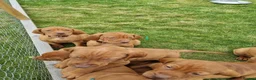 Hungarian Vizsla dogs for sale: Stunning Working Bred KC Hungarian Vizsla puppies  - Advert 13