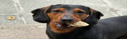 Dachshund dogs for sale: Dexter Male dachshund - almost 2 years old in Birkenhead - Advert 7