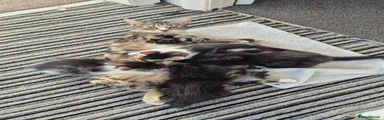 Mixed Breed 3
