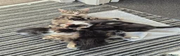 Mixed Breed cats for sale: 2 boys and 2 girls kitten in Stoke-on-Trent - Advert 5