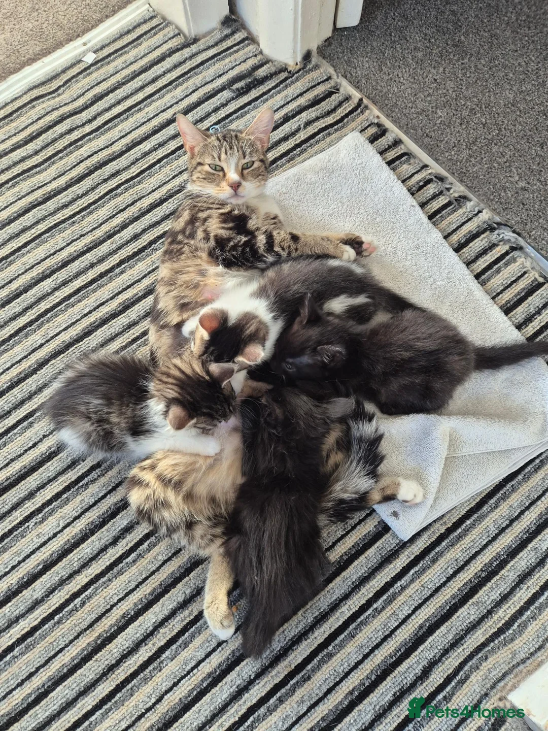 Mixed Breed cats for sale: 2 boys and 2 girls kitten in Stoke-on-Trent - Advert 5